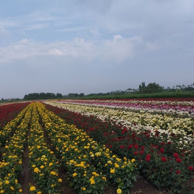 Atrgul kòchatlar