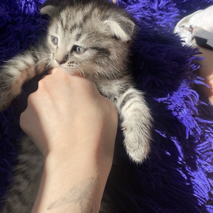 Британский котенок