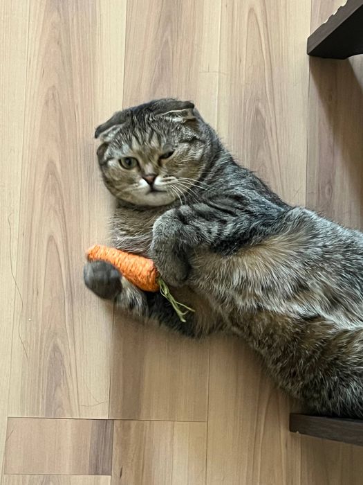 Шотландский вислоух кошка