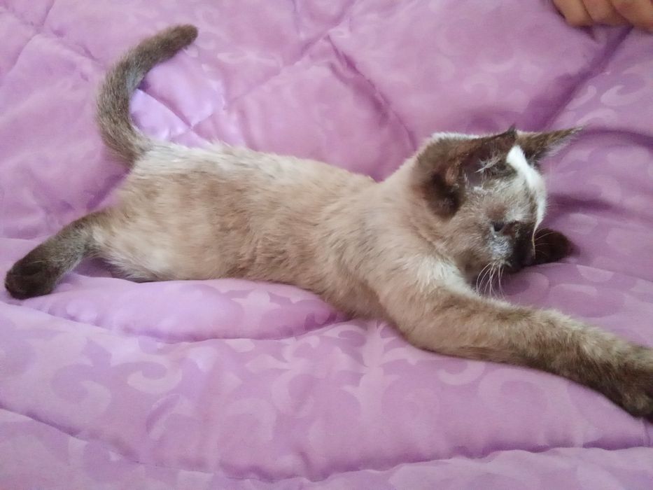 Кошка красивая необычная