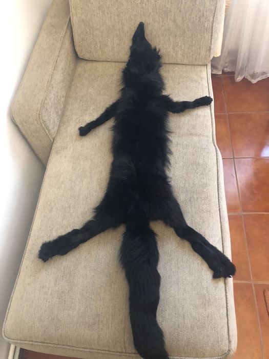 Guler din blana naturală vulpe polară neagră