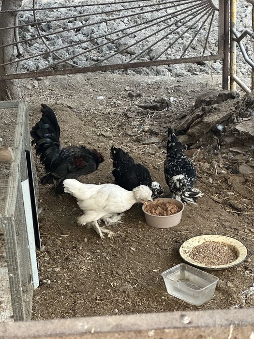 Карески японкалар