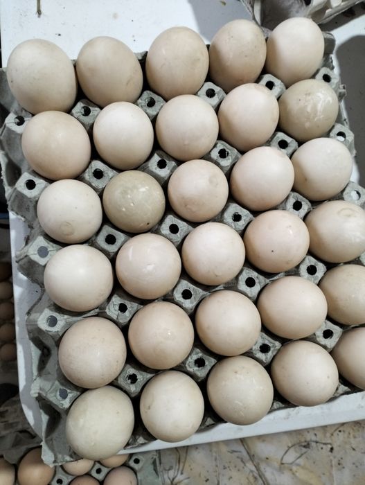 De vânzare poarta Albă