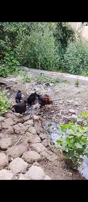 Gjllkblkbkijbklbvvnhjkiijgggghvccvvvjkkkkkhhhhjjjjjjjjjhhhhhhhhhhhhhhh