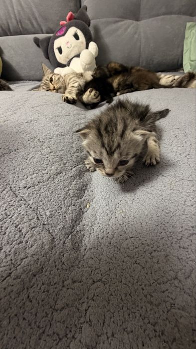 Британские короткошорсные котята последняя девочка