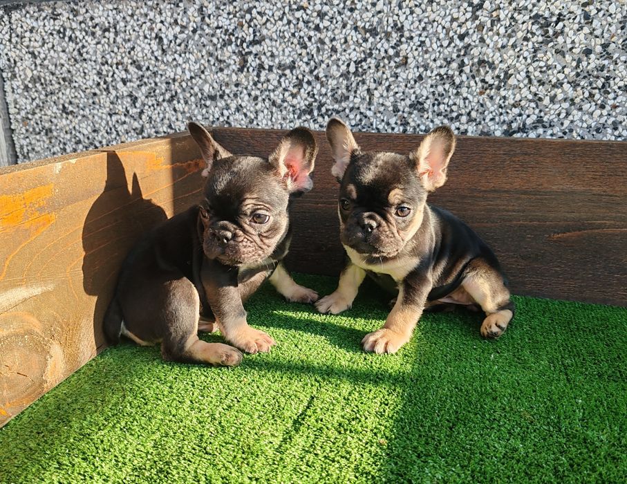 Френски   булдог