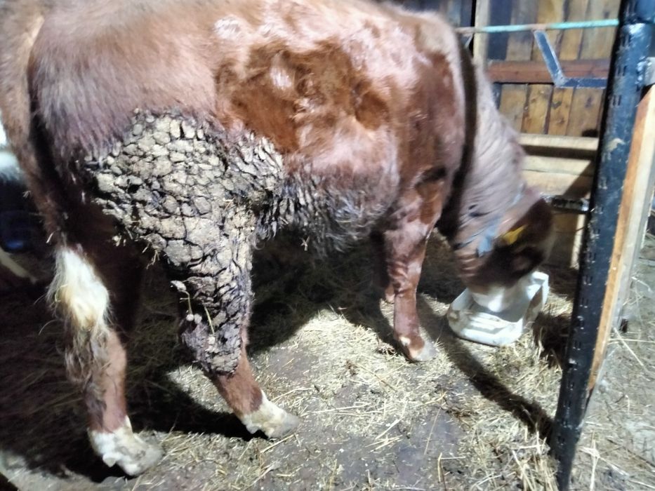 Обменяю на корову