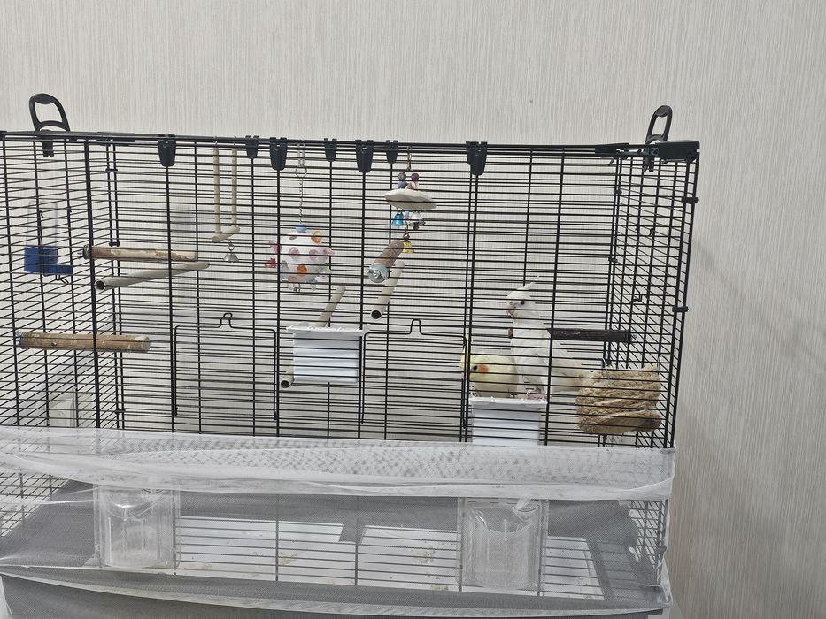 Попугаи кореллы самка и самец