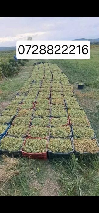 Struguri pentru vin productie 2026