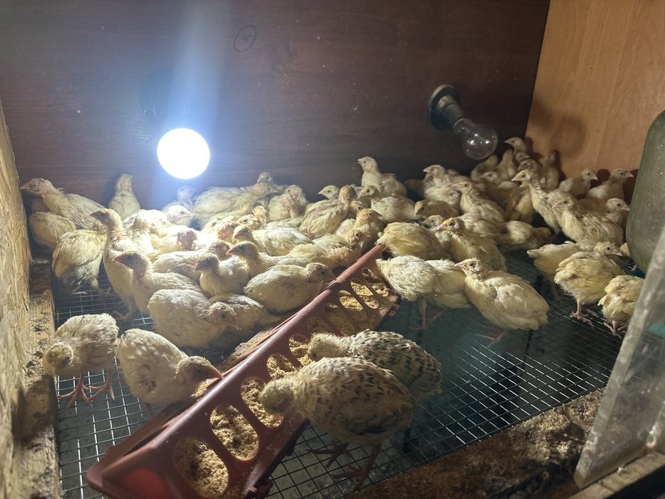 Продам перелов несушек