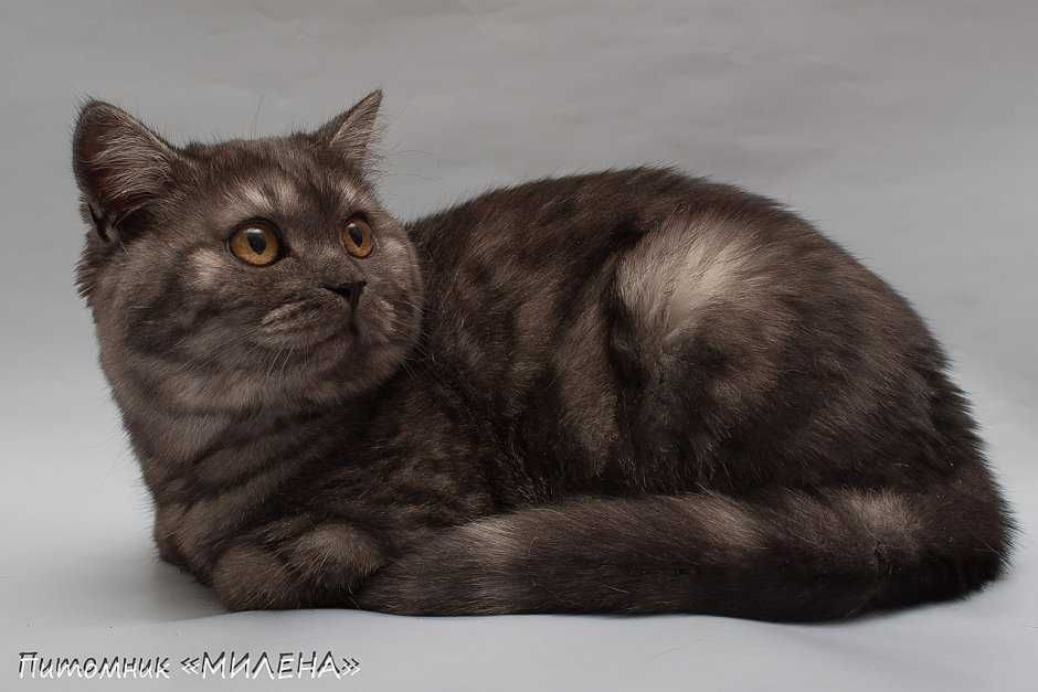 Котята Скоттиш Страйт Британцы