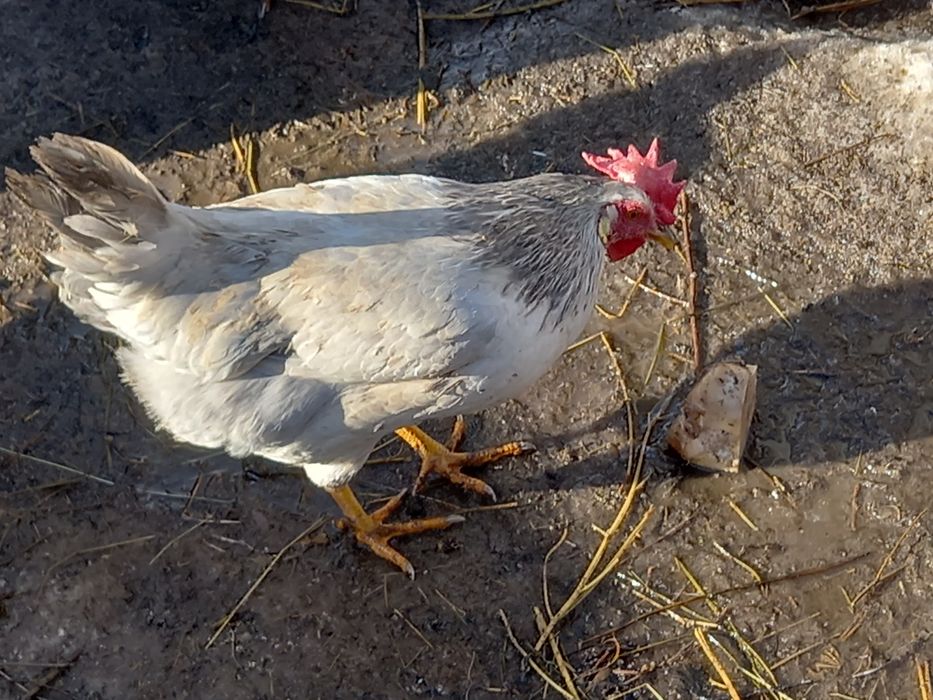 Oua pentru incubat de rasă Italieni (leghorn)