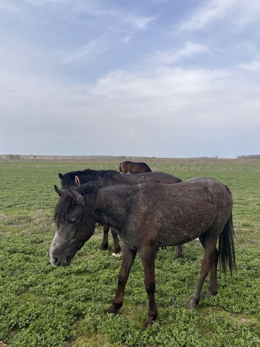 Продам кабыл, жеребят