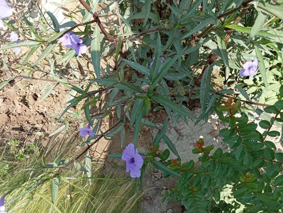 Tabiy gullar sotiladi