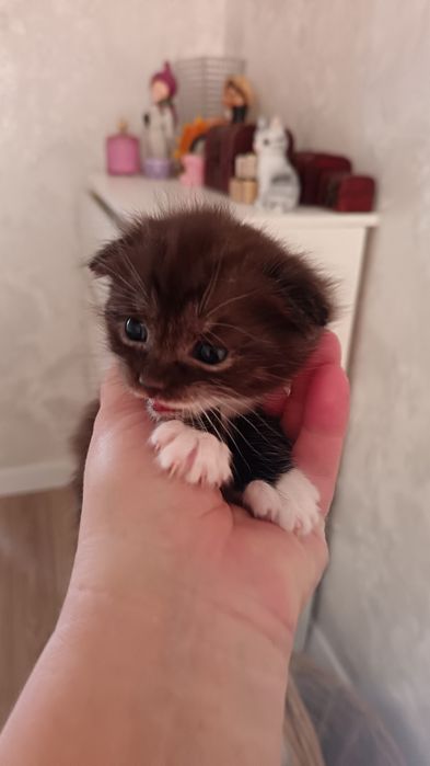Котята только в добрые руки!