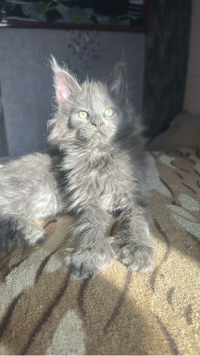 Котята Мейнкуны полидакты!