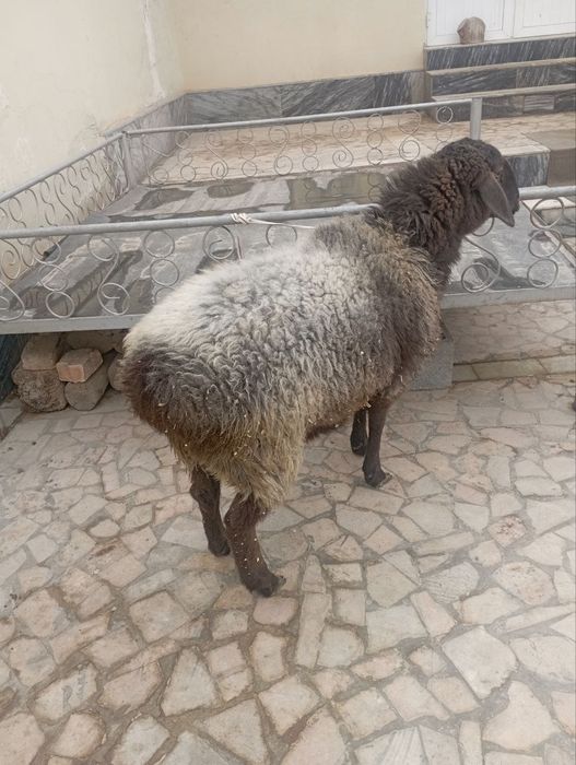 Bugʻoʻz qoʻy sotiladi