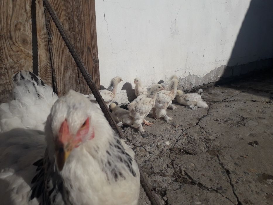 Продам цыплят светлой брамы