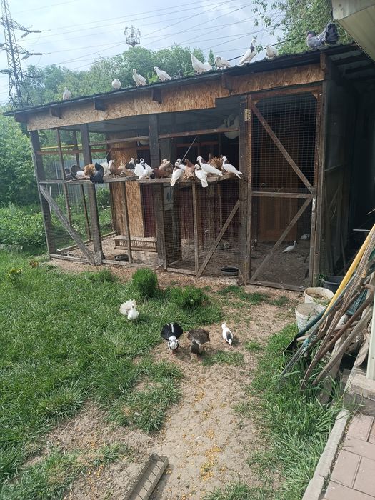 Голуби на выпускной