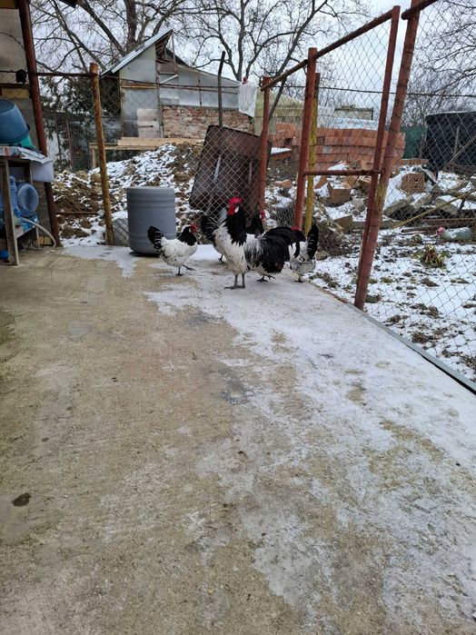 Gaini lakenvelder de vanzare