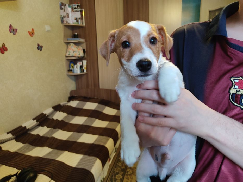 Щенки Джек Рассел терьера.