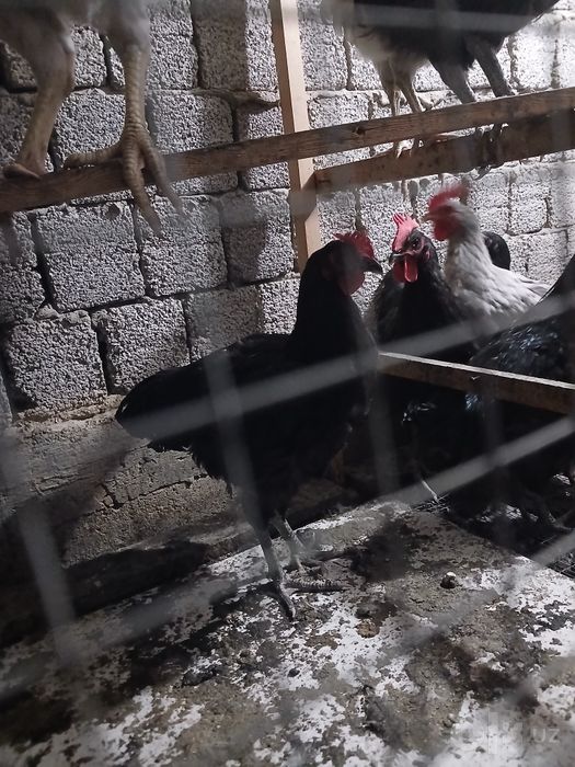 Qora shaxzoda joja xorola sotladi 3.5 oyli