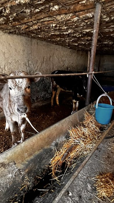 Теоенок оба один год