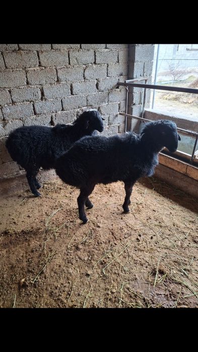 Қошқарлар сатылады .