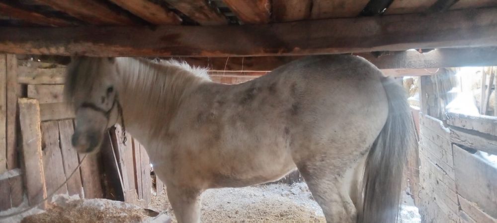 Айғыр сатылады