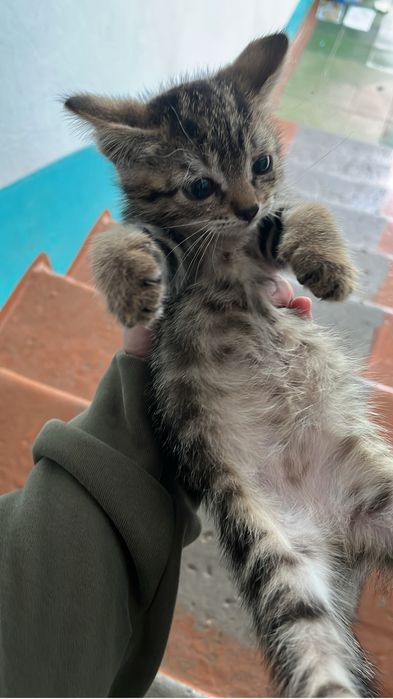 Отдадим котенка в хорошие руки