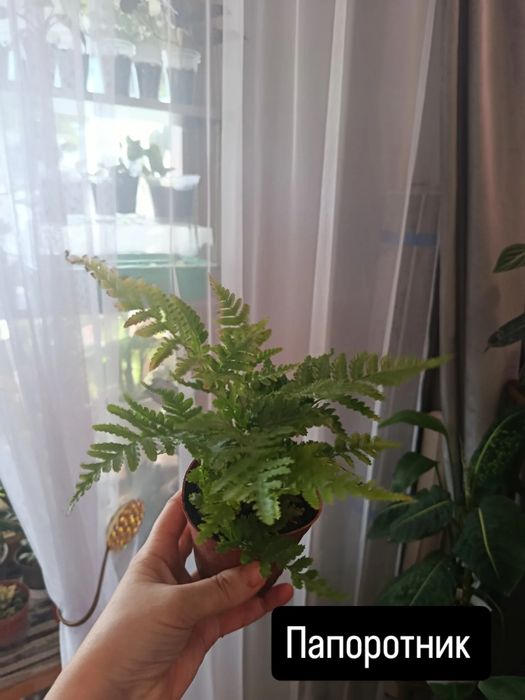 Отростки большой выбор