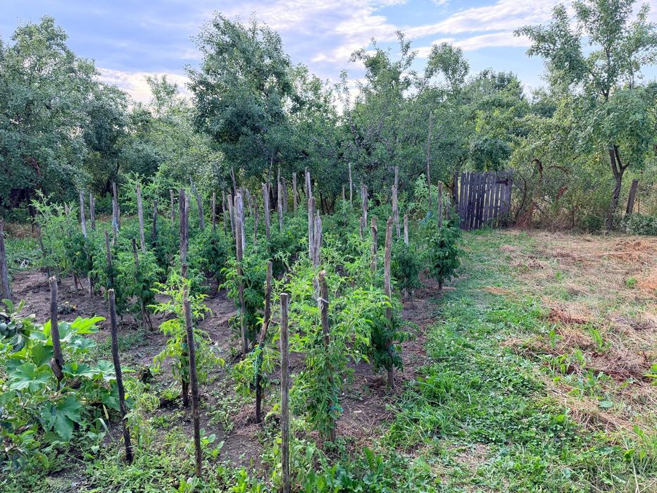 Vând Casă  Băbana teren 2450mp