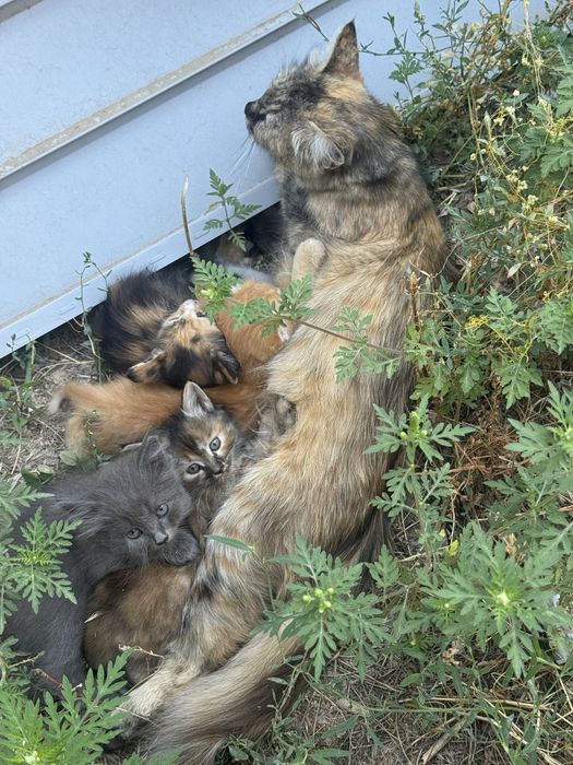 Котята в Алматы.