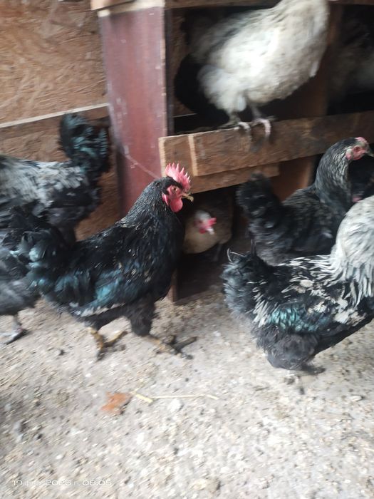 Продам петушков молодых