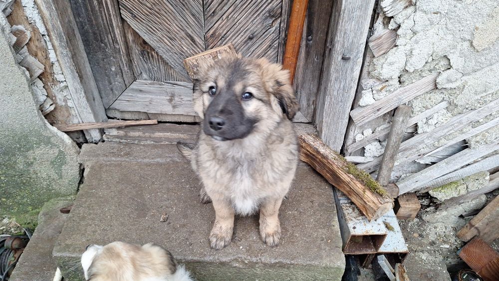 Donez  catelusi  talie mare, medie