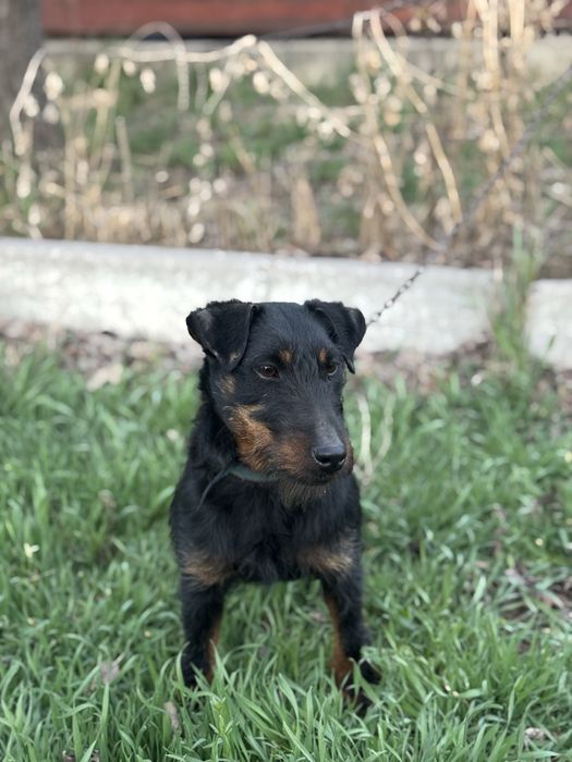 ягдтерьер 7 месяцев