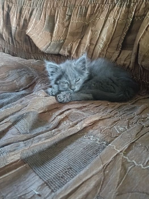 Отдам котенка мальчика
