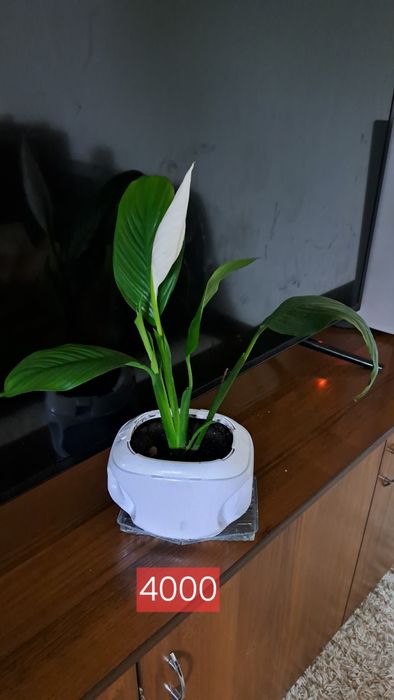 Комнатные  растения