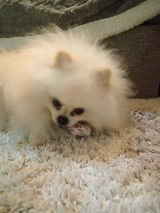 Мальчик шпиц для вязки