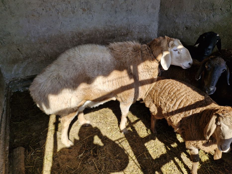 Арашан қошқар линия Корабль