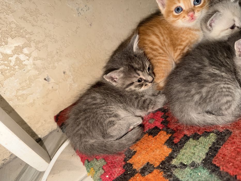 Отдам котят в добрые руки