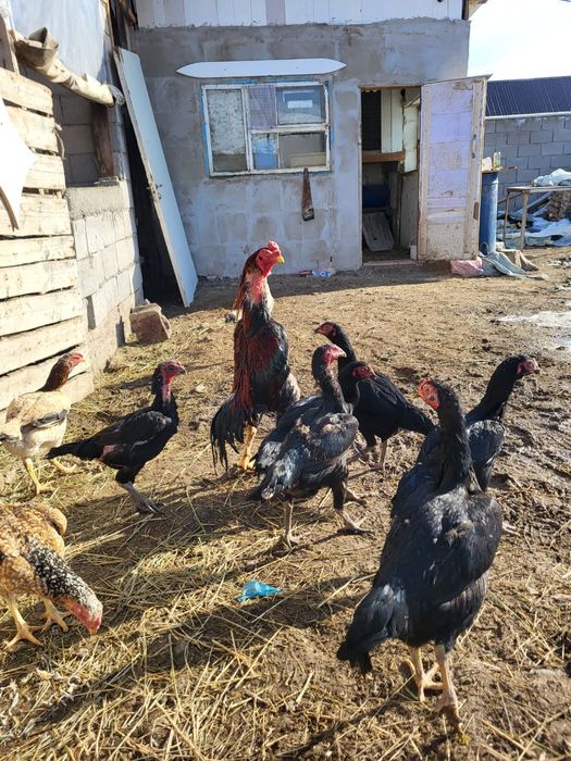 Сатамын жумыртка 1000 ден