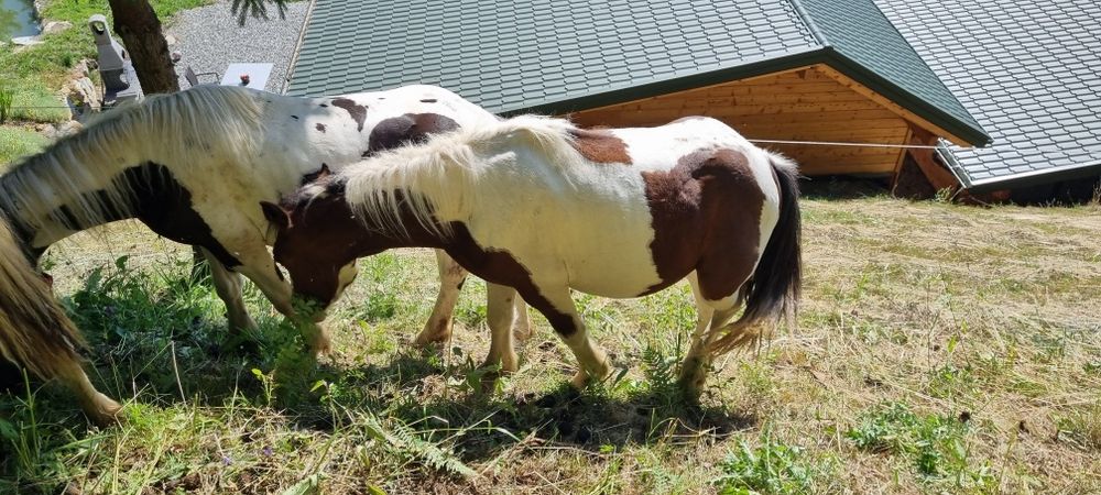 Cai de un an de vanzare