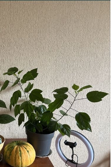 Продам гибискус китайскую розу