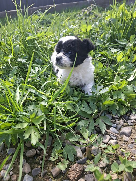 Băiețel/Fetiță Shih Tzu