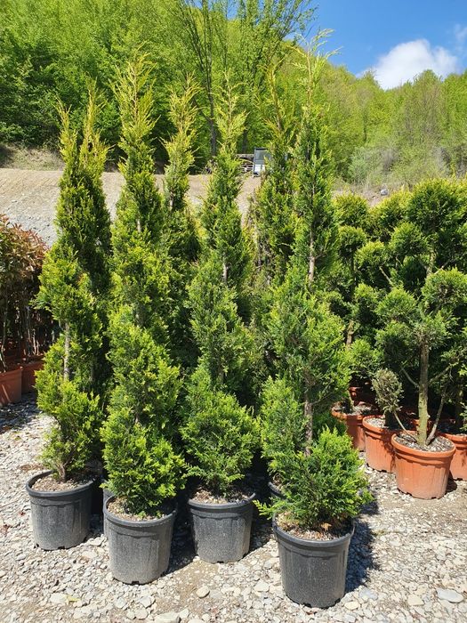 Plante ornamentale