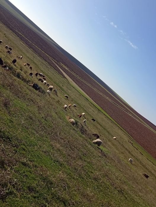 Vând capre  mai mult Detalii la telefon
