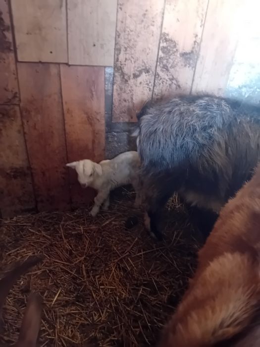 Doua capre alpina francez