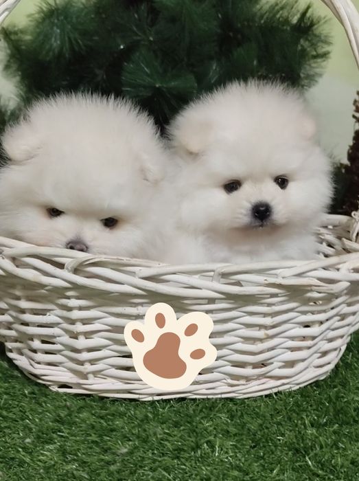 Маленькие пушистики