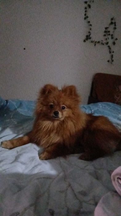 Продам Шпиц девочка